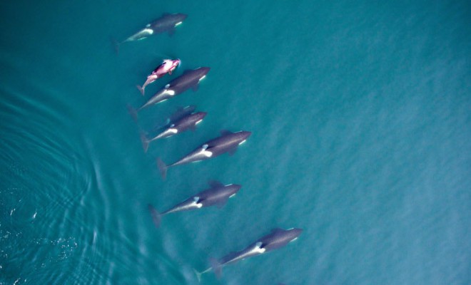 La photogrammétrie permet aux chercheurs de mesurer les baleines depuis le ciel.