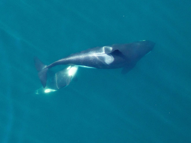 Mobley l'hexacoptère capture des images d'un veau allaitant.